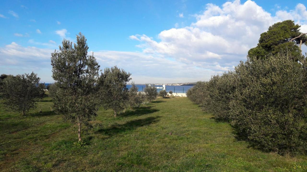 Rosemary Park * Zadar